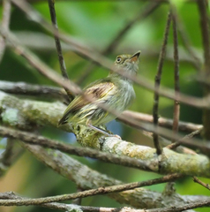 Lophotriccus galeatus