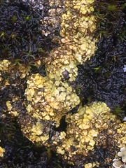 Gyalolechia bracteata