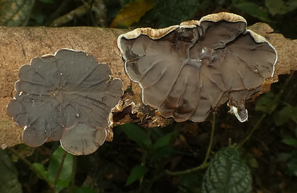 Auricularia brasiliana · September 2021 · photo: © helio-lourencini (iNaturalist, cc-by)