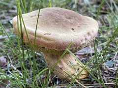 Boletus patrioticus