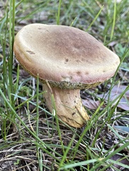 Boletus patrioticus