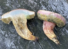 Boletus patrioticus