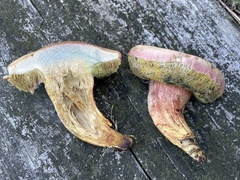 Boletus patrioticus