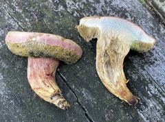 Boletus patrioticus