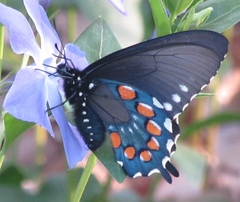 Battus philenor hirsuta
