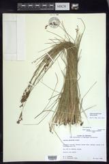 Juncus gerardii gerardii