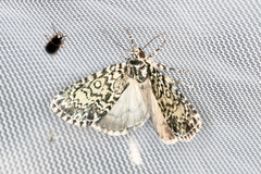 Acronicta heitzmani