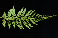 Athyrium minimum