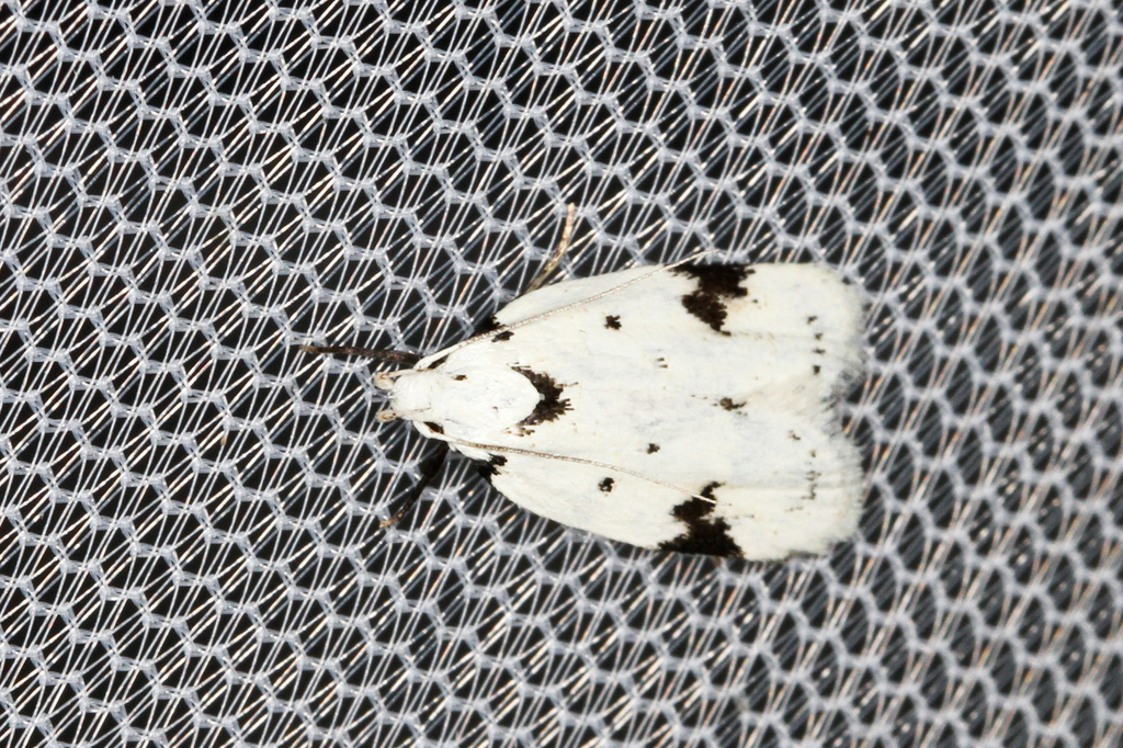 Black-marked Inga Moth