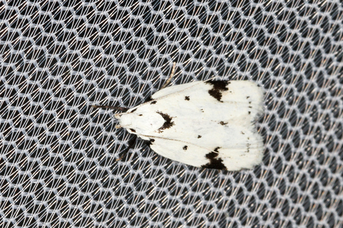 Black-marked Inga Moth