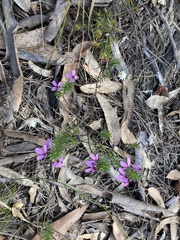 Tetratheca ericifolia