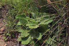 Berkheya buphthalmoides