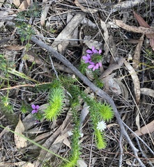Tetratheca ericifolia