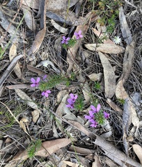 Tetratheca ericifolia
