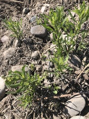 Tessaria absinthioides