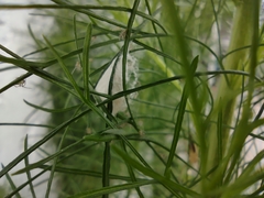 Oxyopes