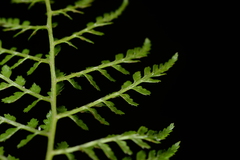Athyrium minimum