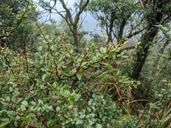 Berberis hayatana