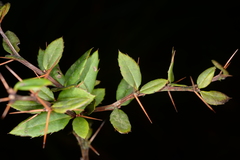 Berberis hayatana