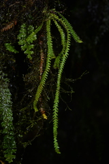 Micropolypodium okuboi