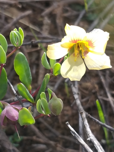 Roepera debilis (Roepera debilis)