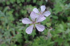Geranium ornithopodon