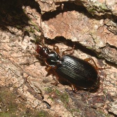 Dromius