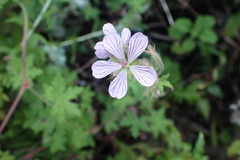 Geranium ornithopodon