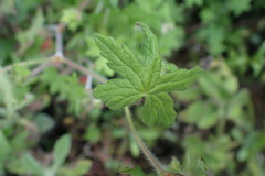 Geranium ornithopodon