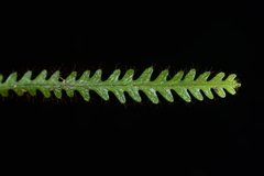 Micropolypodium okuboi