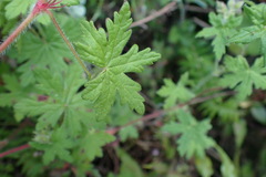 Geranium ornithopodon