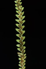 Micropolypodium okuboi
