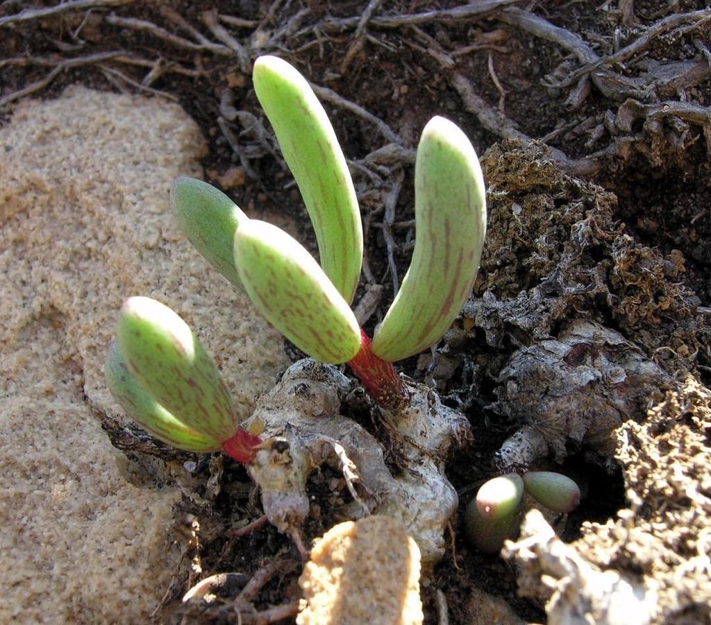 Tylecodon fragilis