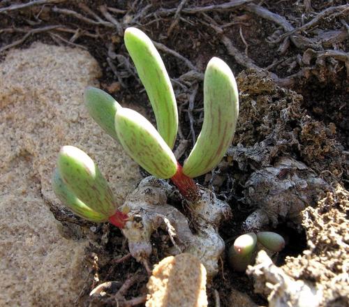 Tylecodon fragilis