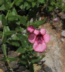 Diascia capsularis