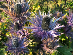 Eryngium alpinum