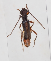 Ossibia murina