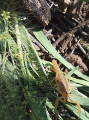 Centruroides sculpturatus