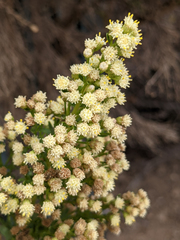 Baccharis sarothroides × pilularis