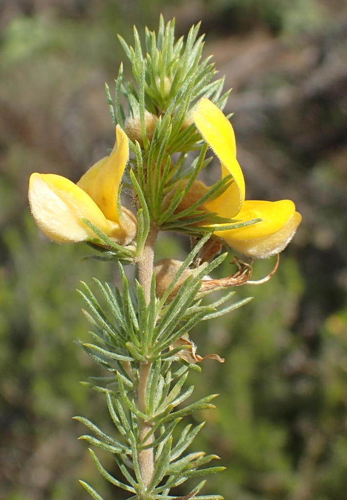 Misunderstood Capegorse