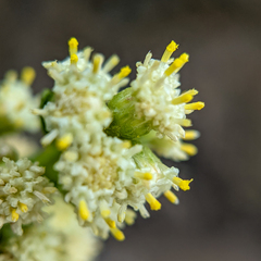 Baccharis sarothroides × pilularis
