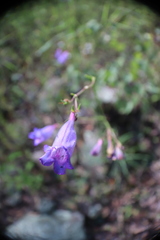 Penstemon stenophyllus