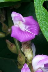 Canavalia ensiformis