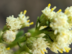Baccharis sarothroides × pilularis