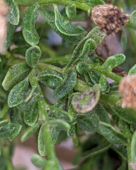 Baccharis sarothroides × pilularis