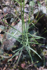 Penstemon stenophyllus
