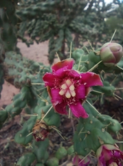 Cylindropuntia fulgida