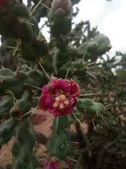 Cylindropuntia fulgida