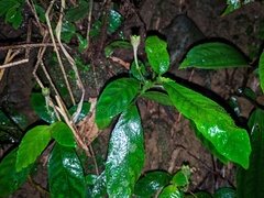 Argostemma solaniflorum