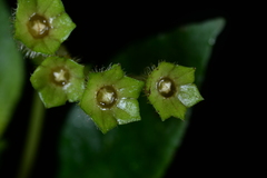 Argostemma solaniflorum